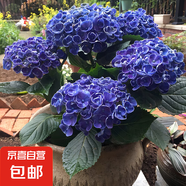 繡球花苗無盡夏四季開花繡球花盆栽庭院好養(yǎng)的花卉植物室內(nèi)花 爆米花小苗（優(yōu)質(zhì)苗包開花）+肥