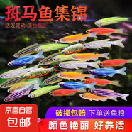 熱帶魚糖果彩色斑馬魚觀賞魚七彩小型魚好養(yǎng)活淡水魚精品孔雀蝶翼 7色斑馬魚20條送5條備損共25