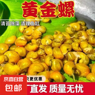 【清潔大師蘋果螺】除藻螺迷你觀賞螺蝸牛螺水除苔清理殘食清潔螺 清潔大師黃金螺2-3cm20個(gè)