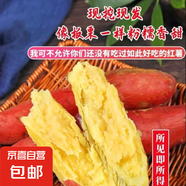 正宗沙地板栗紅薯 農(nóng)家自種現(xiàn)挖現(xiàn)發(fā) 帶箱5斤裝大果【4兩以上】 帶網(wǎng)套