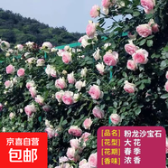 薔薇花苗爬藤植物藤本月季四季花卉特大濃香型玫瑰盆栽庭院陽(yáng)臺 粉色龍沙寶石【四季大花濃香】不含盆 高約20cm