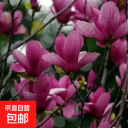 四季庭院玉蘭樹(shù)苗庭院樹(shù)木紅白黃紫二喬盆栽耐凍綠化風(fēng)景樹(shù) 二橋玉蘭 3cm粗（1.3-1.5米高）