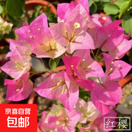 三角梅盆栽花苗四季開(kāi)花 重瓣爬藤庭院攀援植物陽(yáng)臺花卉樹(shù)苗盆景 三角梅紅櫻大苗（不含盆）