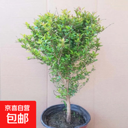 果樹(shù)苗大全桃樹(shù)苗枇杷苗楊梅苗無(wú)花果苗橘子苗四季種植全國適宜 石榴樹(shù)苗 小苗1棵