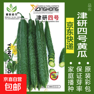 可食用薄荷種子留蘭香檸檬苗貓薄荷四季播種室內(nèi)陽(yáng)臺(tái)盆栽蔬菜籽子 津研四號(hào)黃瓜約30粒