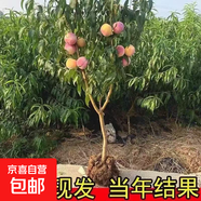 桃樹苗嫁接新品種水蜜桃桃樹盆栽地栽南方北方種植耐旱澇當(dāng)年結(jié)果 3年苗隨機品種1顆