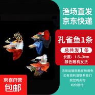 孔雀魚天使魚 純種觀賞魚淡水好養(yǎng)熱帶小型觀賞魚 孔雀魚隨機1條送魚食