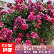 薔薇花苗爬藤植物藤本月季四季花卉特大濃香型玫瑰盆栽庭院陽(yáng)臺 伊蕾莎士特【四季大花條紋】不含盆 高約50-70cm