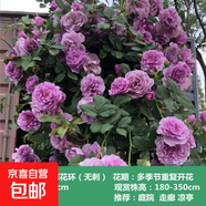薔薇花苗爬藤植物藤本月季四季開(kāi)花卉特大濃香型玫瑰盆栽庭院陽(yáng)臺 薰衣草花環(huán)【四季大花濃香】無(wú)刺 1.6米高左右【多分枝當年開(kāi)花】推薦