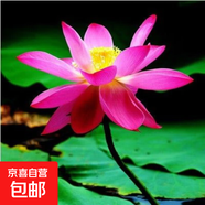 碗蓮種子睡蓮根快水培花卉綠植盆栽荷花睡蓮子種子四季播種開(kāi)花 H紅蜻蜓+盆+營(yíng)養液