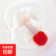 精品金魚(yú)觀(guān)賞魚(yú)養不死自來(lái)水鴻運當頭好養耐活魚(yú)冷水淡水魚(yú)風(fēng)水魚(yú) 精品丹頂紅 7-10厘米1條