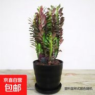 紫龍骨綠龍骨多肉植物綠植仙人掌仙人球麒麟仙人球盆景花卉植物 紫龍骨30cm高原盆