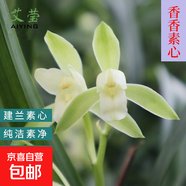 建蘭小中國龍 中矮種有香味的蘭花苗 夏帶花苞出售花卉好養盆栽 香香素心4苗壯苗 不含盆