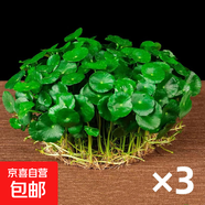 銅錢草水培盆栽室內(nèi)室外花卉金錢草綠植吸綠植花草植物 銅錢草3盆（不含盆）