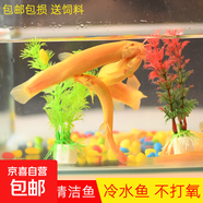 冷水清道夫黃金鰍金龍清潔工具魚(yú)無(wú)需打氧好養耐活觀(guān)賞魚(yú) 黃金泥鰍2條+1條備損4-6cm