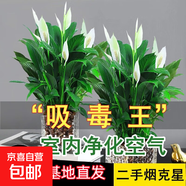 【熱銷款】白掌一帆風(fēng)順盆栽水培植物室內(nèi)花綠植紅掌發(fā)財樹吸甲醛 【店主推薦】特級白掌6-8株帶花+早安盆+營養(yǎng)液