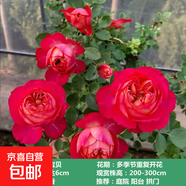 薔薇花苗爬藤植物藤本月季四季開花卉特大濃香型玫瑰盆栽庭院陽臺 藤寶貝【四季大花濃香】 1.6米高左右【多分枝當年開花】推薦