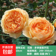 薔薇花苗爬藤植物藤本月季四季開花卉特大濃香型玫瑰盆栽庭院陽臺(tái) 瑪格麗特王妃【四季大花濃香】 1.6米高左右【多分枝當(dāng)年開花】推薦