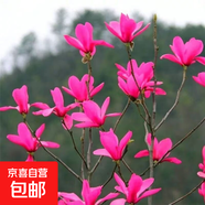 四季庭院玉蘭樹(shù)苗庭院樹(shù)木紅白黃紫二喬盆栽耐凍綠化風(fēng)景樹(shù) 嬌紅一號(hào) 7cm粗（2-2.2米高）