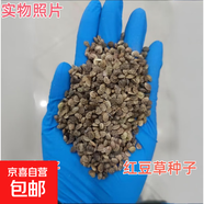 【當(dāng)季新種】多種花卉林木種子易活室外庭院花園花種籽 紅豆草種子 500克（更實(shí)惠）