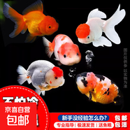 精品金魚(yú)觀(guān)賞魚(yú)養不死自來(lái)水鴻運當頭好養耐活魚(yú)冷水淡水魚(yú)風(fēng)水魚(yú) 精品金魚(yú)組合顏色隨機 10-13厘米7條