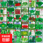 【隨種隨吃】調料菜種子組合春季四季易種耐熱陽(yáng)臺盆栽通種蔬菜 四季小香蔥2包約2000粒 一包約1000粒