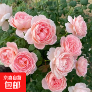 買一送一月季大苗爬藤四季開(kāi)花庭院藤大花爬墻植物花卉薔薇花玫瑰 買一送一：瑞典女王【爬藤大花四季】 1.5-1.7米大苗庭院爬墻首選