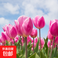 郁金香種球荷蘭進(jìn)口冬季耐寒室內外庭院花卉種子水培植物盆栽大球 神秘范伊克 1個(gè)球（試種）