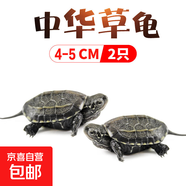 中華草龜小烏龜活物 寵物龜家養觀(guān)賞龜陪伴互動(dòng)生日禮物 兩只草龜4-5cm【可愛(ài)好養活】