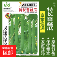 可食用薄荷種子留蘭香檸檬苗貓薄荷四季播種室內(nèi)陽(yáng)臺(tái)盆栽蔬菜籽子 特長(zhǎng)香絲瓜約20粒