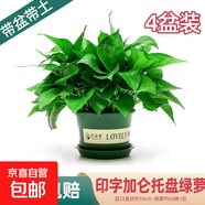 綠蘿盆栽室內客廳綠植花卉 家用凈化空氣綠籮植物吸除甲醛吊蘭 高26CM【加侖盆+托盤(pán)】4盆+5肥