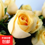 基地直發(fā)8年玫瑰老根老樁四季開花月季花苗室內(nèi)陽臺盆栽大花濃香 香檳玫瑰包對版四季開花【一顆 云南8年老樁 不含盆