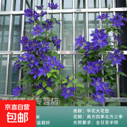 鐵線蓮大苗爬藤植物盆栽帶花苞烏托邦銀幣罔空庭院陽臺四季開花卉 總統(tǒng)-精選大苗