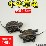 外塘中華草龜活體小烏龜寵物情侶金線苗活物草龜黑腹墨龜好養(yǎng)耐活 2-3厘米 2只情侶+100克糧
