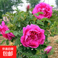食用玫瑰花苗大馬士革玫瑰平陰玫瑰月季花苗四季開(kāi)花濃香盆載植物 食用玫瑰10年大苗開(kāi)花爆滿 不含盆