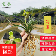 建蘭小中國龍 中矮種有香味的蘭花苗 夏帶花苞出售花卉好養盆栽 建蘭勾玉3苗壯苗 不含盆