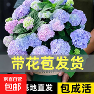 繡球花苗無盡夏帶花苞四季開花繡球花盆栽庭院好養(yǎng)花卉植物室內(nèi)花 無盡夏【大花繡球-無盡星河】 中苗【當年開花】原盆寬15cm高30cm冠25cm