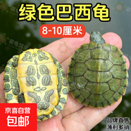 萌龜飼家呆萌巴西龜苗黃金龜家養綠色寵物龜情侶龜可愛(ài)小烏龜活體觀(guān)賞龜 8-10厘米 2只巴西龜+100克龜糧