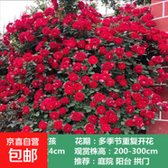 薔薇花苗爬藤植物藤本月季四季開花卉特大濃香型玫瑰盆栽庭院陽臺 小女孩【四季中花多頭】 1.6米高左右【多分枝當年開花】推薦