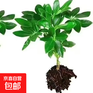 四季常青八方來財(cái)鴨腳木室內(nèi)陽(yáng)臺(tái)桌面綠植大型盆栽花卉綠蘿發(fā)財(cái)樹 八方來財(cái)【5-6cm]】1顆