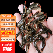 活泥鰍 戶(hù)外垂釣釣魚(yú)專(zhuān)用餌料飼料魚(yú)本地金鰍鮮活淡水烏龜龍魚(yú)飼料活體泥鰍批發(fā) 2-4厘米泥鰍50條