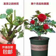 玫瑰老樁花苗室內外盆栽地栽陽(yáng)臺四季開(kāi)花好養易活花卉月季苗秧 卡羅拉【3顆】