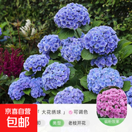 繡球花苗無盡夏帶花苞四季開花繡球花盆栽庭院好養(yǎng)花卉植物室內(nèi)花 妖精之吻【大花繡球-可調(diào)色】 中苗【當年開花】原盆寬15cm高30cm冠25cm