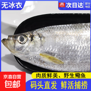 新漁姐東海新鮮海鮮碼頭生冷凍鰳魚(yú)白力魚(yú)快魚(yú) (無(wú)冰)  3-4條/1kg 鰳魚(yú)(無(wú)冰)6-8條/4斤