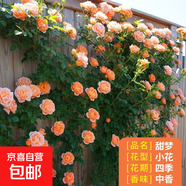 薔薇花苗爬藤植物藤本月季四季花卉特大濃香型玫瑰盆栽庭院陽(yáng)臺 甜夢(mèng)【四季大花濃香】不含盆 高約1.3-1.6m 精選大苗