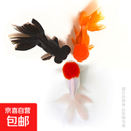精品金魚(yú)觀(guān)賞魚(yú)養不死自來(lái)水鴻運當頭好養耐活魚(yú)冷水淡水魚(yú)風(fēng)水魚(yú) 吉祥三寶丹頂國獅龍睛隨機組合 10-13厘米3條