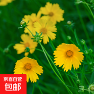 波斯菊花種子格?；ǚN籽子七彩四季開(kāi)花易活花籽庭院野花組合種子 金雞菊約100粒
