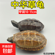外塘中華草龜活體小烏龜寵物情侶金線苗活物草龜黑腹墨龜好養(yǎng)耐活 10-11厘米 2只情侶+100克糧
