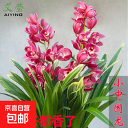 建蘭小中國龍 中矮種有香味的蘭花苗 夏帶花苞出售花卉好養盆栽 小中國龍5苗連體 不含盆