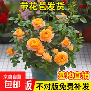 果汁陽(yáng)臺(tái)月季花苗四季開花卉盆栽綠植物室內(nèi)花易活玫瑰帶花苞庭院 果汁陽(yáng)臺(tái)【大花濃香，月月開分枝多】 【帶花苞】【盆口徑15cm】原盆冠25高35